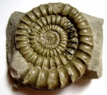 Arietites