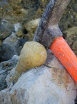 крупная Aulacoceratida