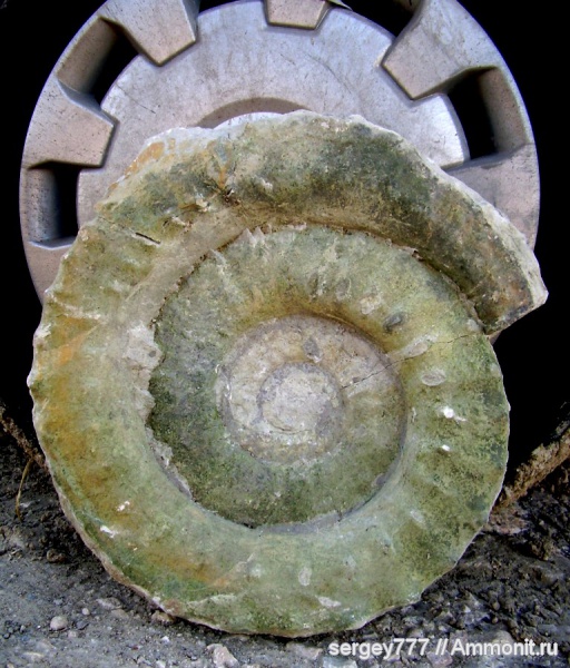 юрский период, Eoderoceratidae, Jurassic