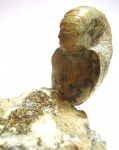 Cenoceras sp.