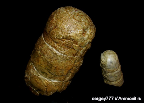 головоногие моллюски, аулакоцератиды, Aulacocerida