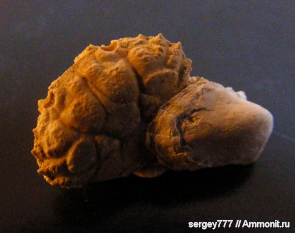 крабы, Xantho moldavicus