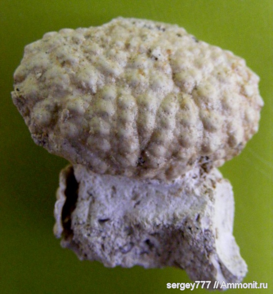 крабы, Daira speciosa