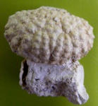 Daira speciosa