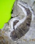 Eurypterus