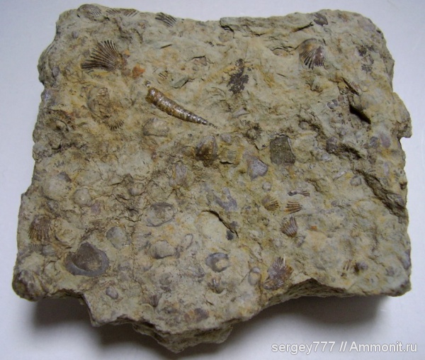 ортоцерасы, силур, Silurian, Orthoceras
