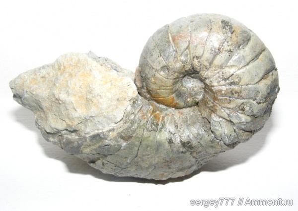 юрский период, Cenoceras, нижняя юра, Nautilida, Jurassic, Lower Jurassic