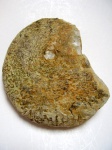 Tragophylloceras
