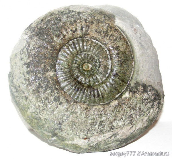 юрский период, макроконхи, нижняя юра, Macroconchs, Jurassic, Lower Jurassic