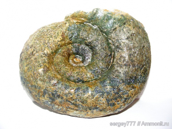 юрский период, нижняя юра, Eoderoceras, Jurassic, Lower Jurassic