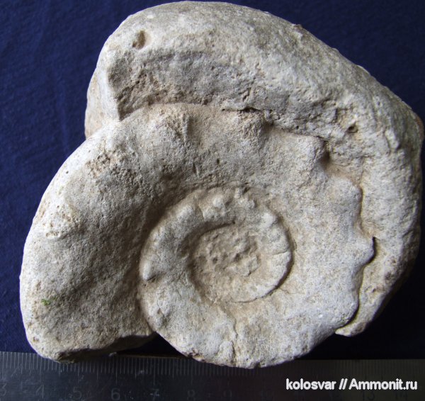 карбон, Подмосковье, Temnocheiloides acanthicus, Temnocheiloides, Nautilida, Temnocheilidae