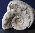 Шипастый наутилус Temnocheiloides acanthicus из органогенных известняков карбона, Подмосковье