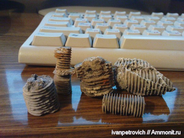 Crinoidea