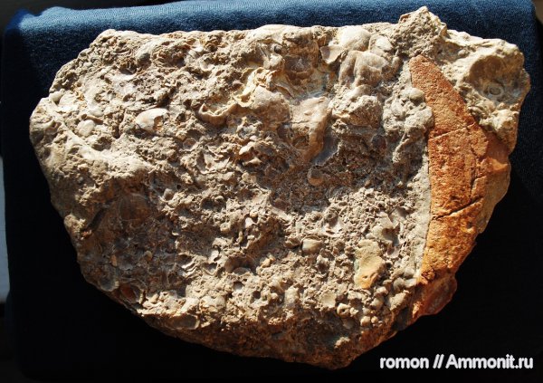 девон, Devonian, плакодермы, бесчелюстные рыбы