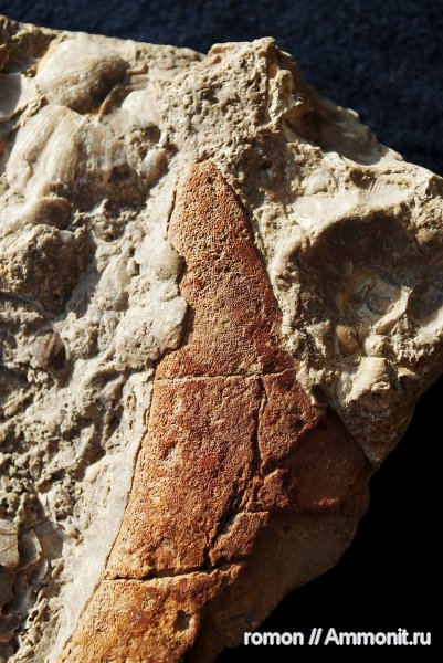 девон, Devonian, плакодермы, бесчелюстные рыбы