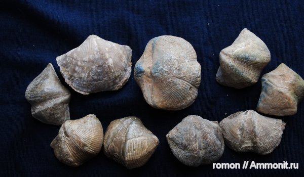девон, Devonian, Cyrtospirifer, Spiriferida