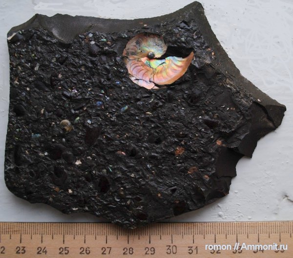 Aconeceras, Aptian