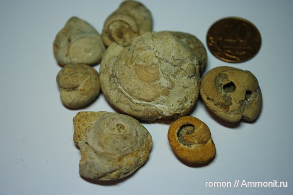 девон, брюхоногие моллюски, Devonian