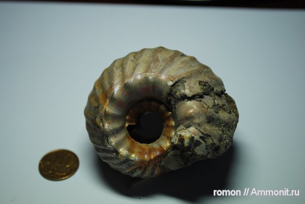 Erymnoceras