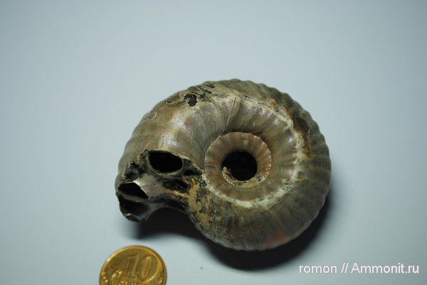 Erymnoceras