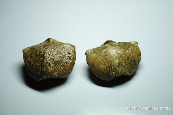 брахиоподы, девон, Devonian, Spiriferida, Epizoans
