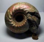 Аммонит Cadoceras