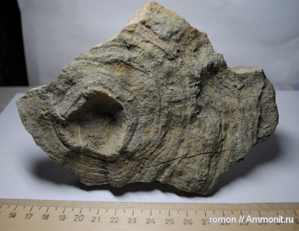 Tabulata, Mastopora, Alveolites