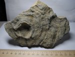 Alveolites