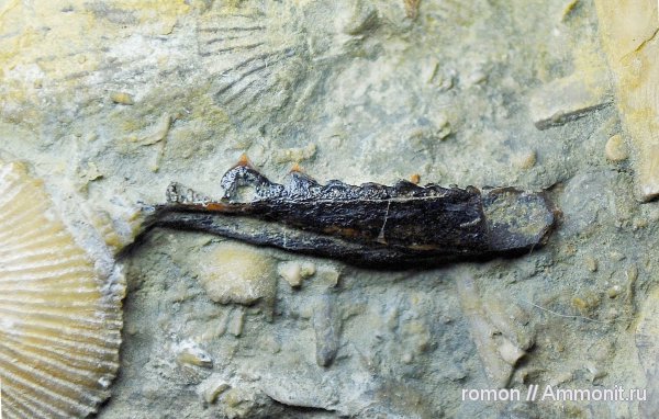 девон, рыбы, зубы, позвоночные, Devonian, Acanthodii, челюсти, fish, teeth