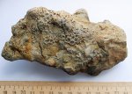 Aulopora лабиринт.