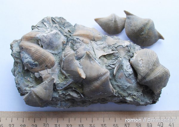 брахиоподы, девон, Devonian, беспозвоночные, Spiriferida