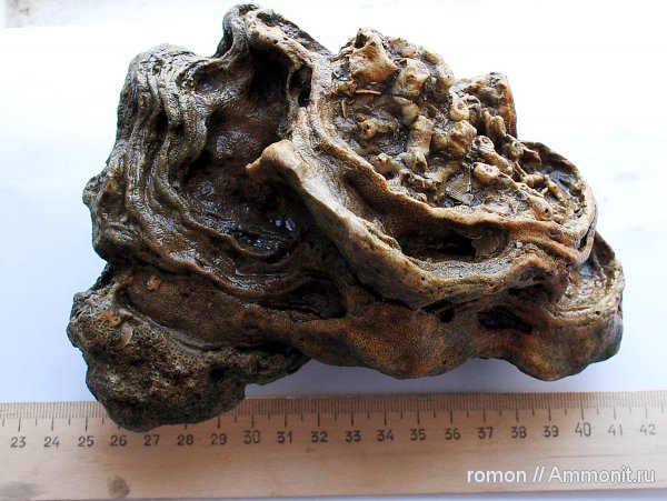 девон, Devonian, Aulopora, обрастание, Mastopora, Alveolites