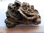 Alveolites, Mastopora.