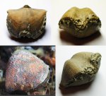 Девонская брахиопода с полипами  Aulopora и современная покрытая мшанкой.