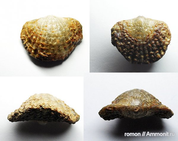 брахиоподы, девон, Devonian, Atrypa, Atrypida, Рудкино, Spinatrypa