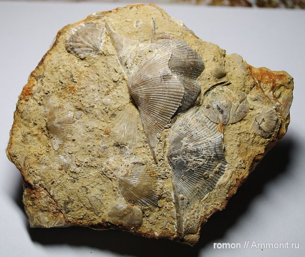 брахиоподы, девон, Devonian, беспозвоночные, Spiriferida