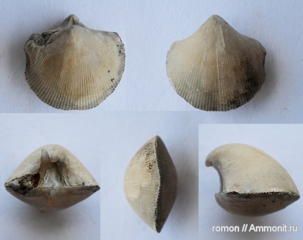 брахиоподы, девон, Devonian, Theodossia, Spiriferida
