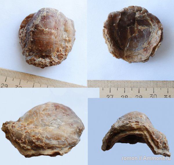 Atrypa, Atrypida