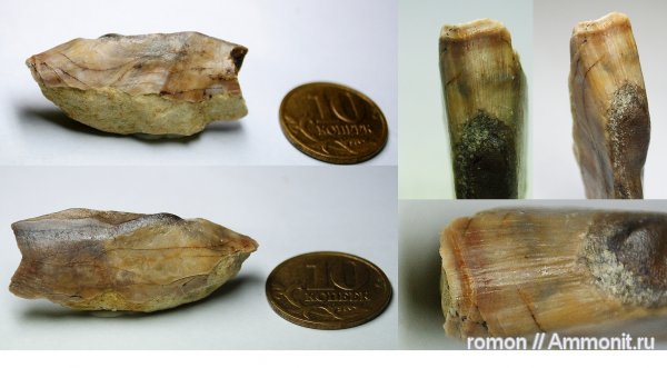 девон, Devonian, плакодермы, Ptyctodus