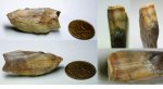 Зуб плакодермы, ptyctodus