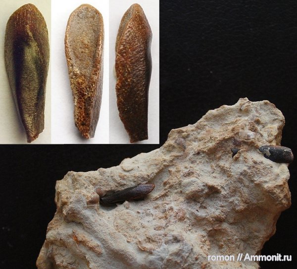 девон, Devonian, плакодермы, Ptyctodus