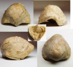 Atrypida