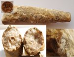 Orthoceras.