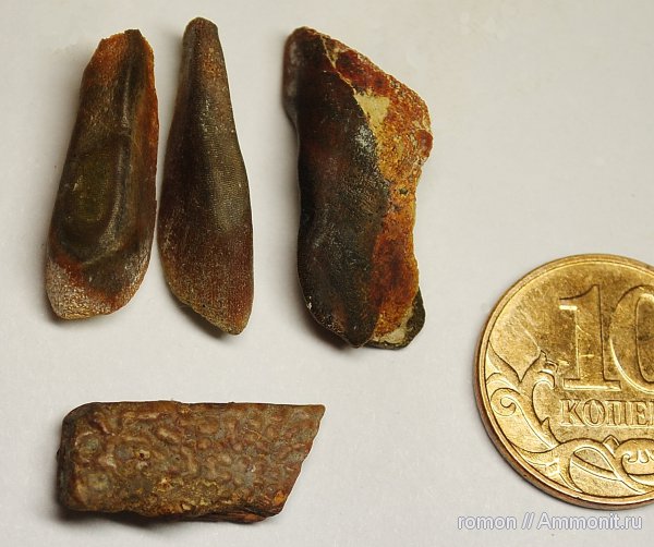 девон, рыбы, зубы, Devonian, плакодермы, Ptyctodus, fish, teeth
