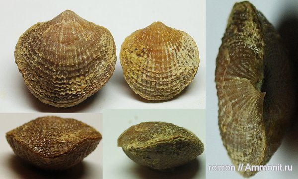 брахиоподы, девон, Devonian, Atrypa, Atrypida, Spinatrypa