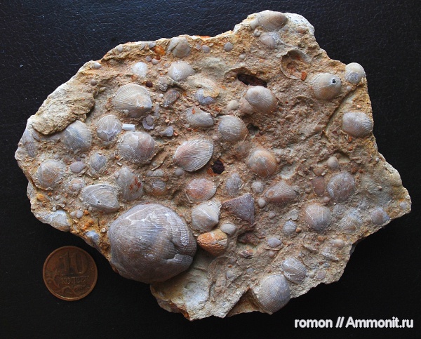 брахиоподы, девон, Devonian