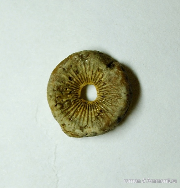 морские лилии, девон, Devonian, членики морских лилий