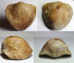 Atrypida.