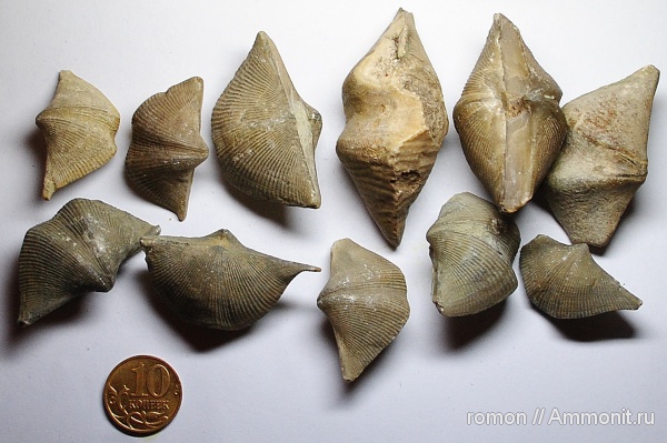 брахиоподы, девон, Devonian, Cyrtospirifer, Spiriferida, Рудкино