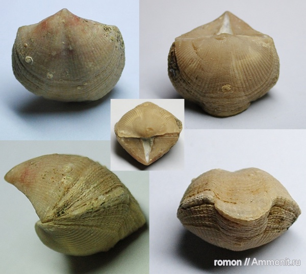 девон, Devonian, Cyrtospirifer, Cyrtospirifer lebedianicus, Epizoans